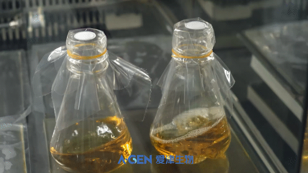 Bacterial culture bottle textless version_4