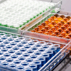 Close-up of U-bottom wells in 96-well Elisa plate