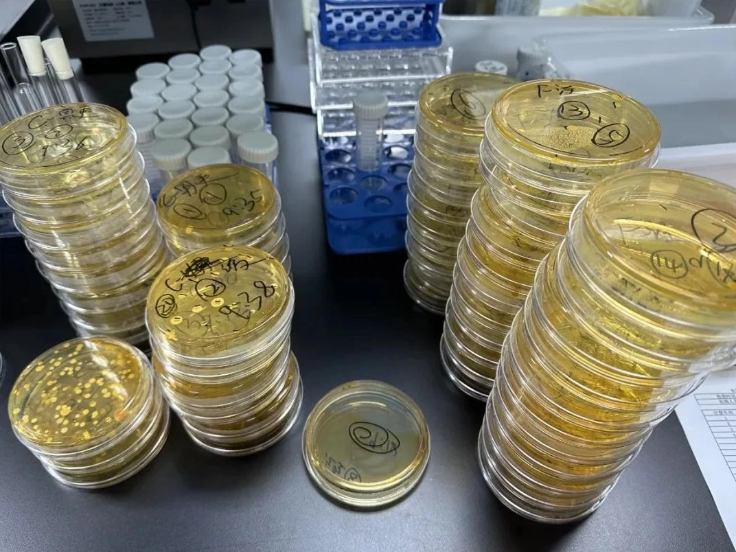 Dry information sharing｜Isolation and purification of microorganisms