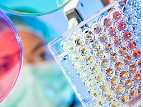 Commonly used protein detection methods in laboratories