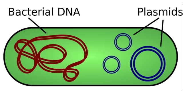 Bacterial genomic DNA and plasmid 